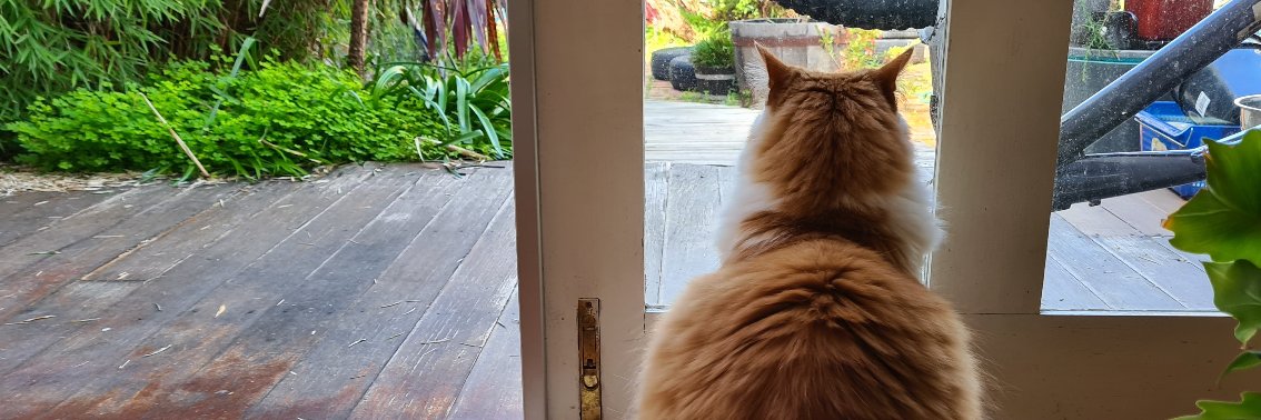 Carol Rääbus banner