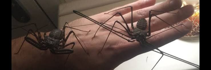 Temennya fulana fulani banner