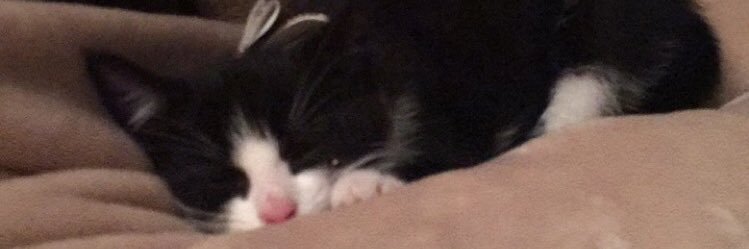 Gabylovestea's profile banner image