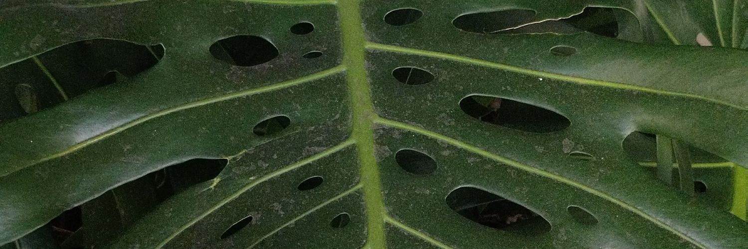sanaruan's profile banner image