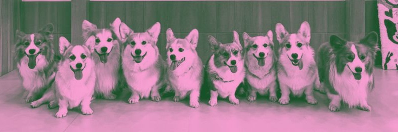 corgilvr banner