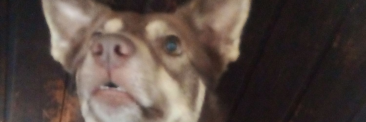 Łeø banner
