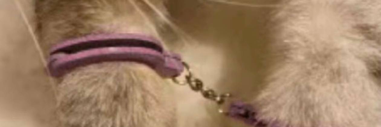 Dy banner