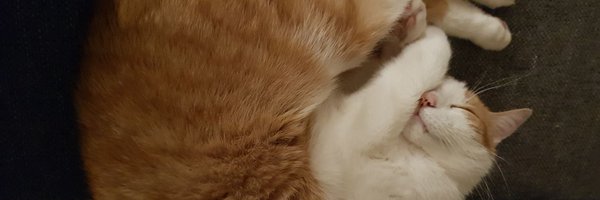 DecoySnail_ Profile Banner