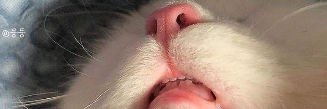 Chrisopotamuss's profile banner image