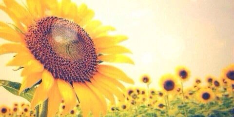 StareSunflower's profile banner image