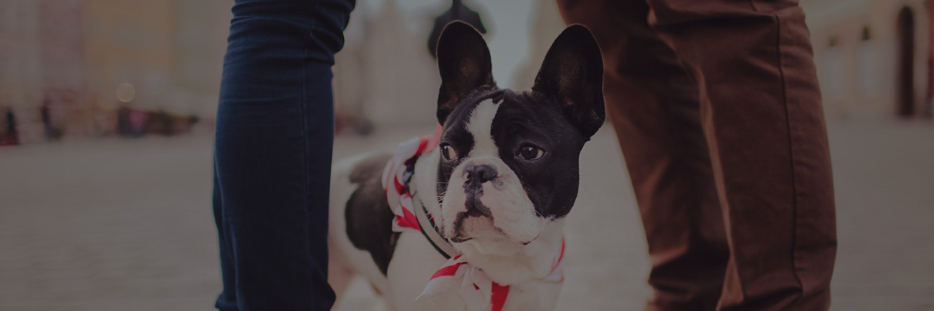 Sniffery banner