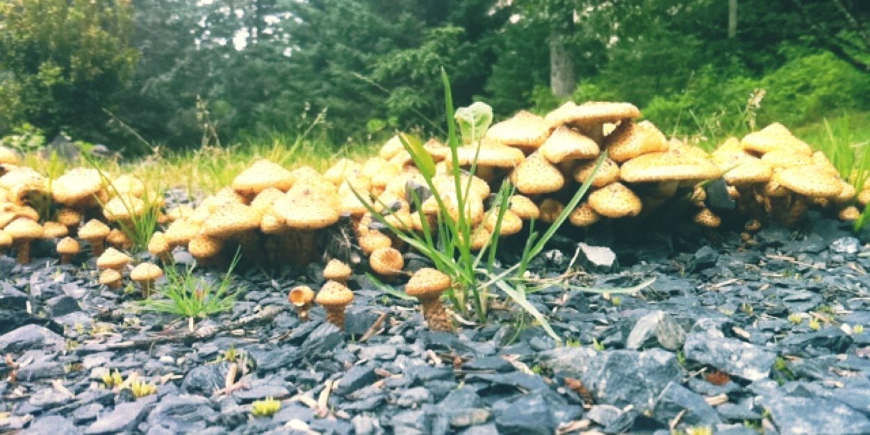 Anna McDonald banner