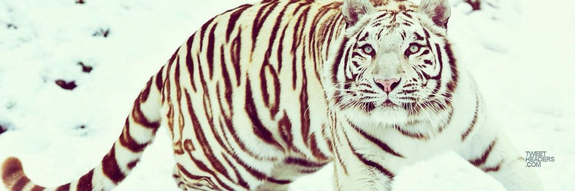 Tigerman 🇺🇸 ✧ Pre Debut Vtuber banner