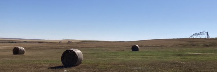 寝猫（ねねこ）sleeping cat banner