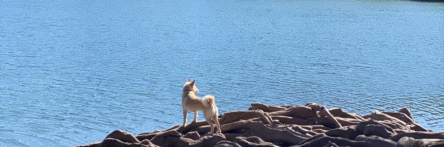 Ali Backscheider banner