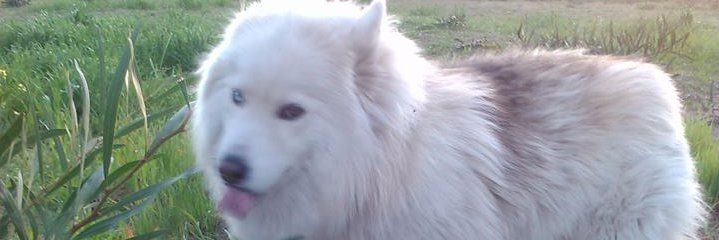 Susi du Preez 🙀😻😼🇺🇦🇿🇦 banner