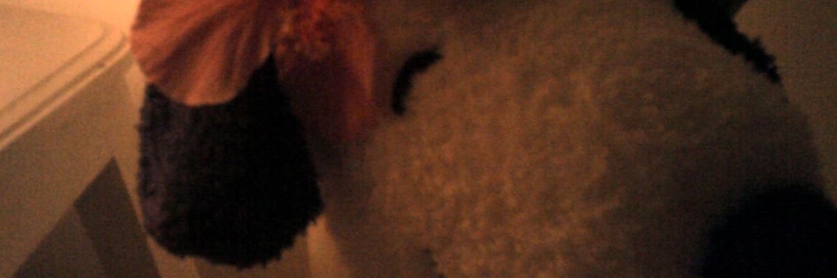 치즈 🦷🦷 banner