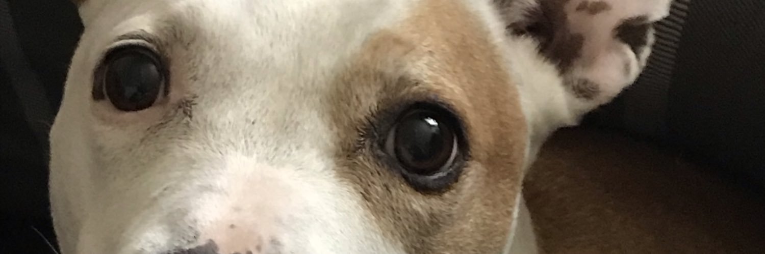 Rufio_II's profile banner image