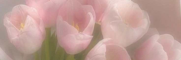 millie. banner