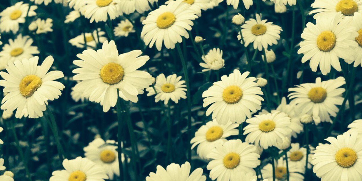 adorearia's profile banner image