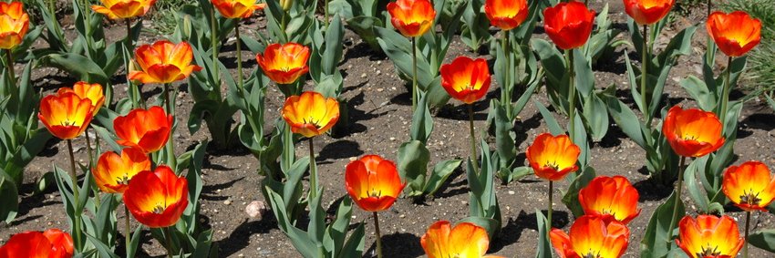 Denise Calhoun banner