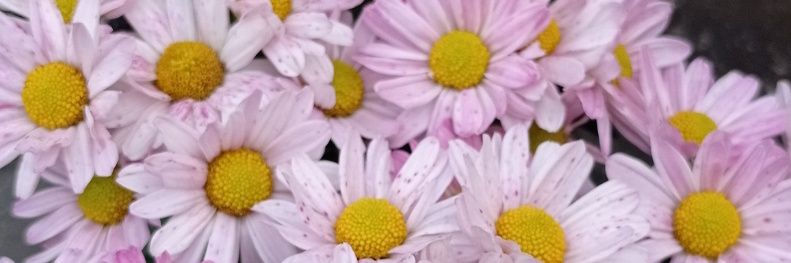 Kriszti 🌸🌞🙋‍♀️'s banner