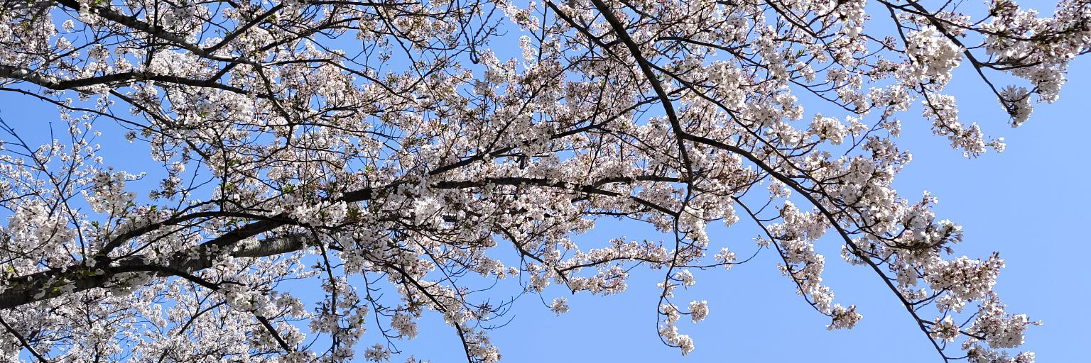 billieshin's profile banner image