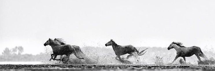 🍃 banner
