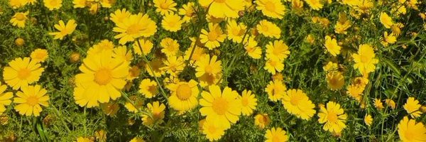 spiincx Profile Banner