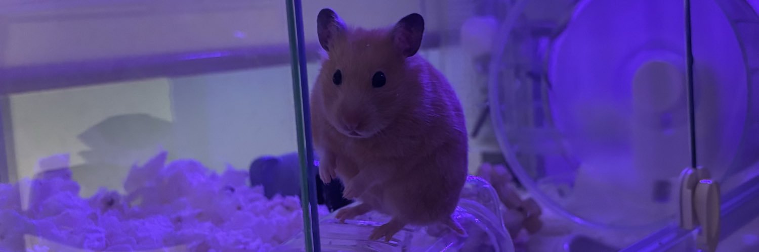 ハムピース's banner