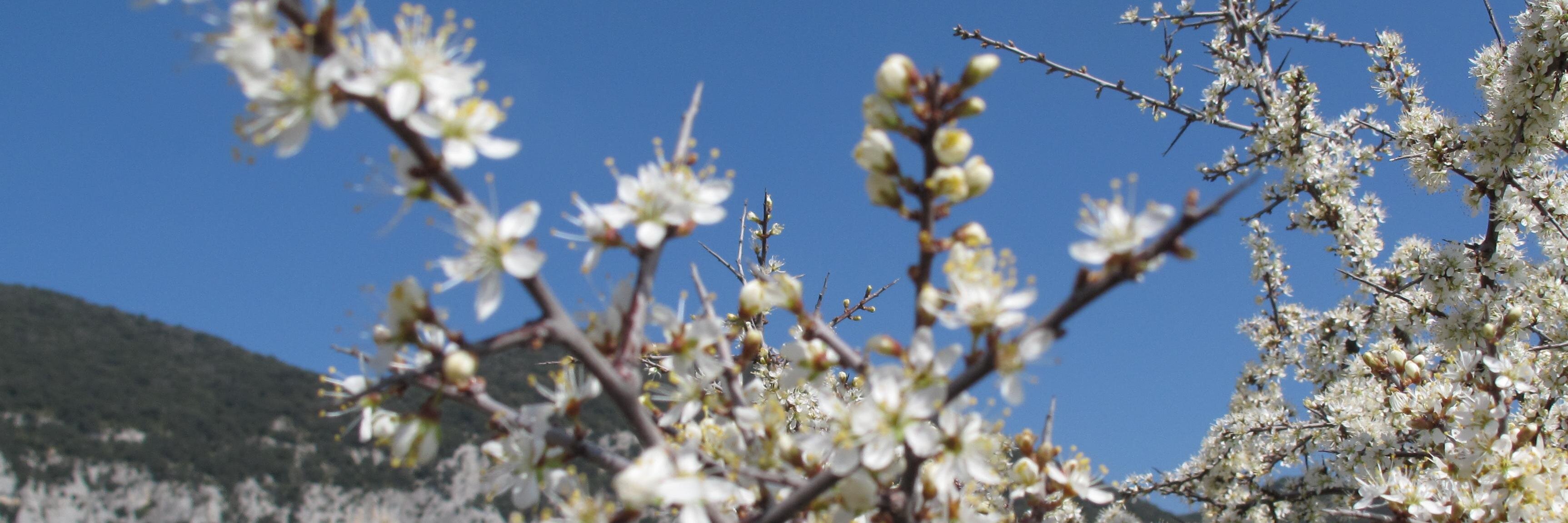 Joseba Rios-Garaizar banner
