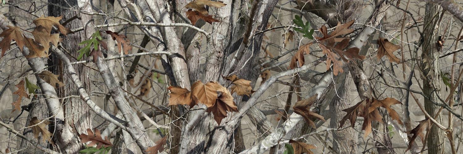 1BlondeProbs's profile banner image
