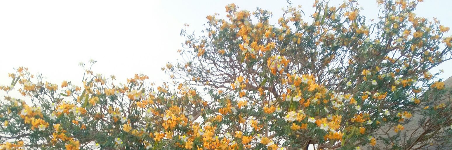 shahbi9's profile banner image
