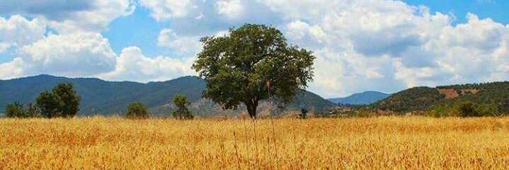 sercanozcan1's profile banner image