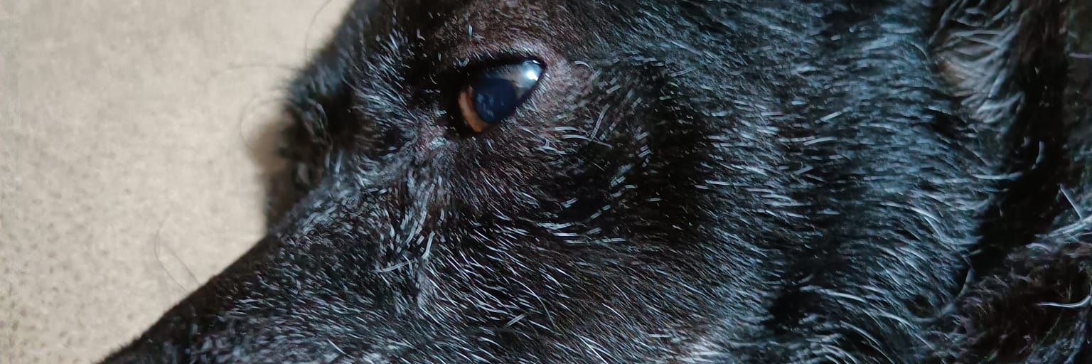 Mikegdro's profile banner image