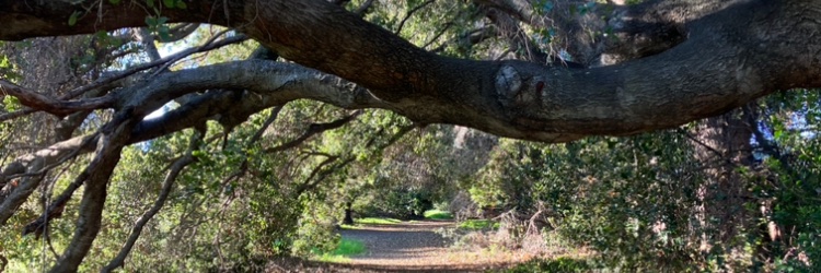 s Pea banner