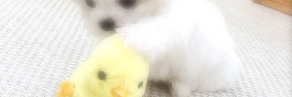 pijew0n's profile banner image