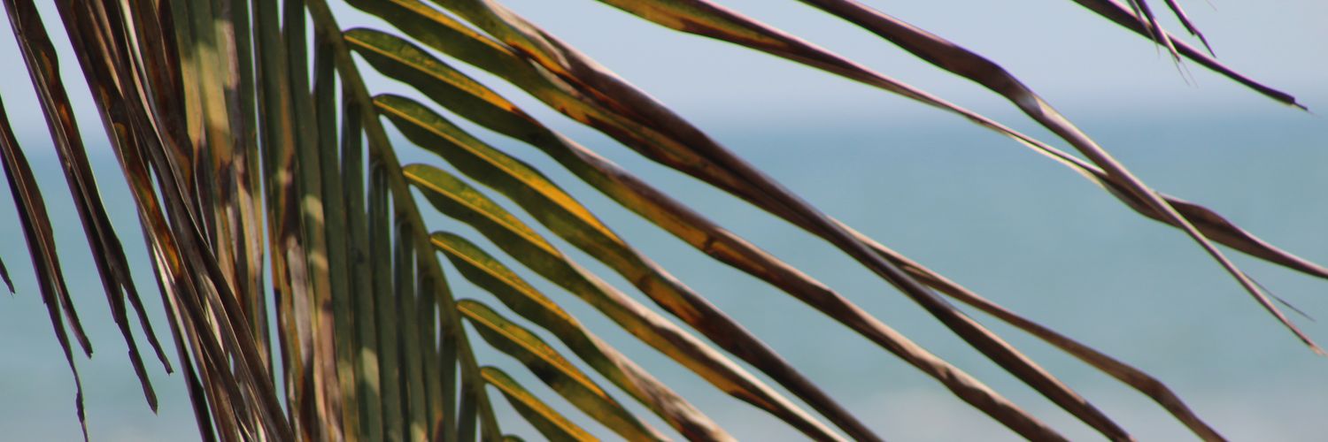 sfichoto's profile banner image