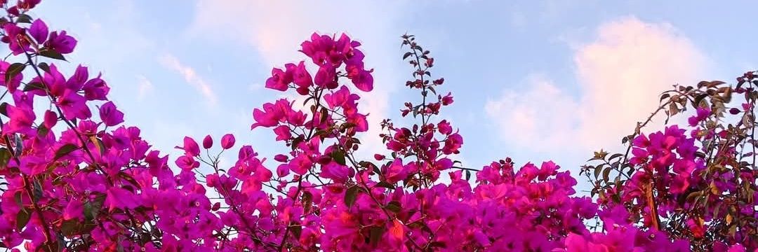 SuzanGabriel's profile banner image