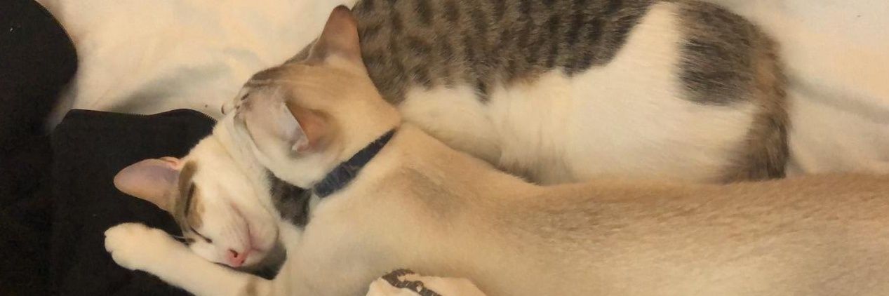 Pablo Derbez banner
