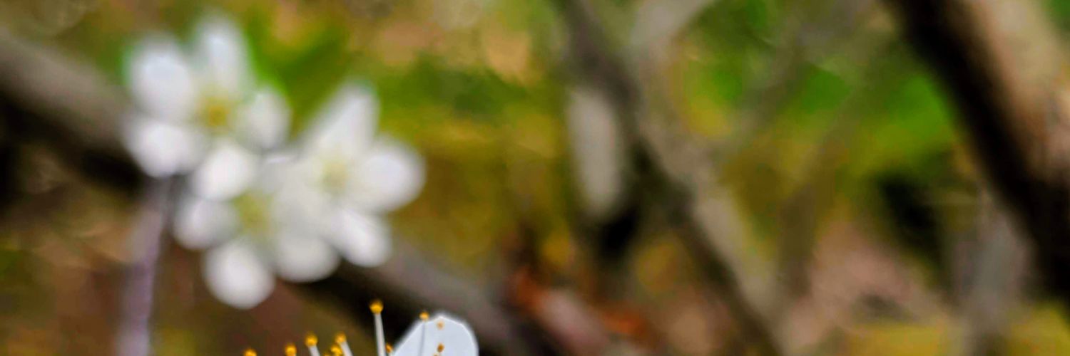 langliang's profile banner image