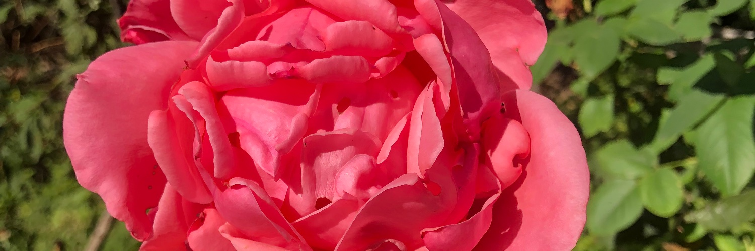 judelaw欲情（single男） banner