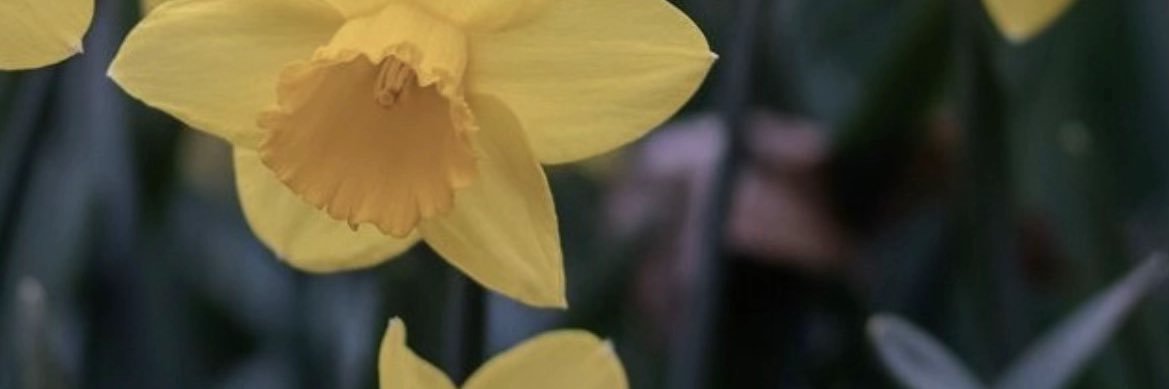 隼 banner