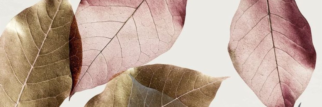 Edna Barretero 🇲🇽 banner