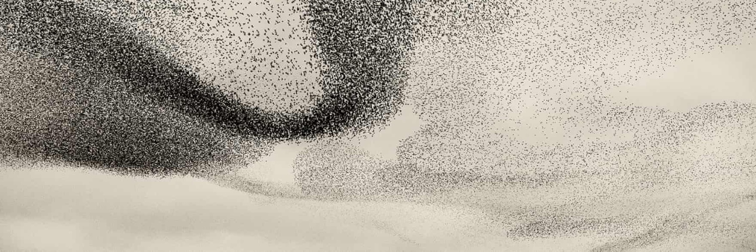 Anri van der Spuy banner