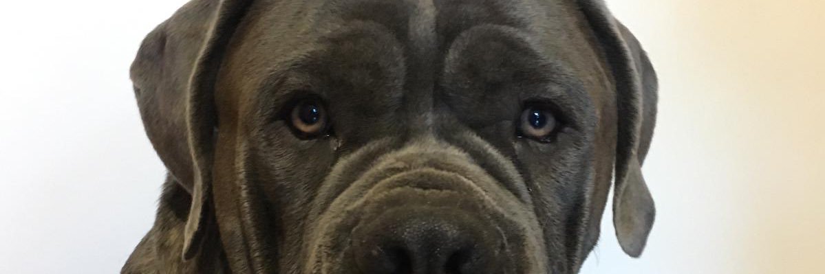 virgimpavone's profile banner image
