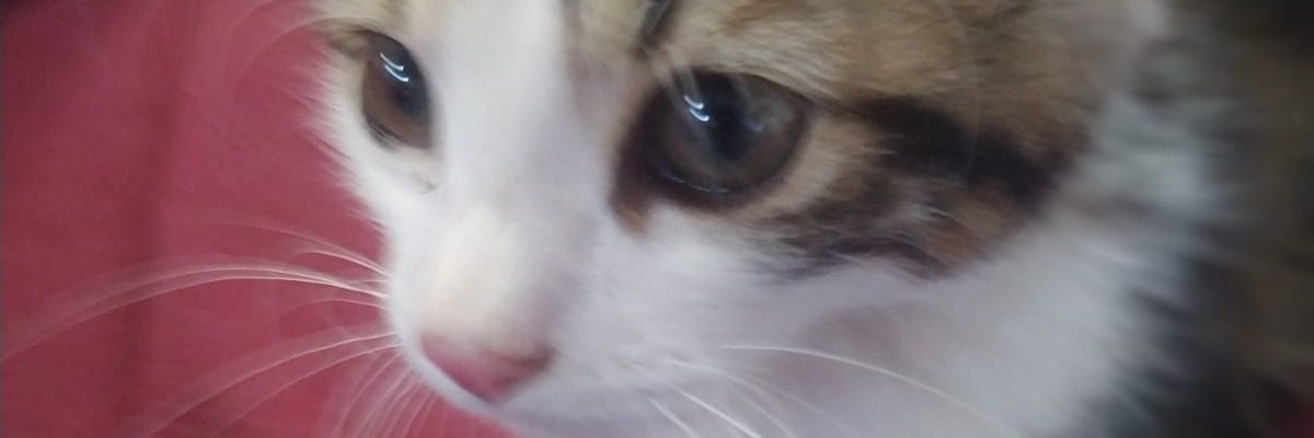 freddy628's profile banner image