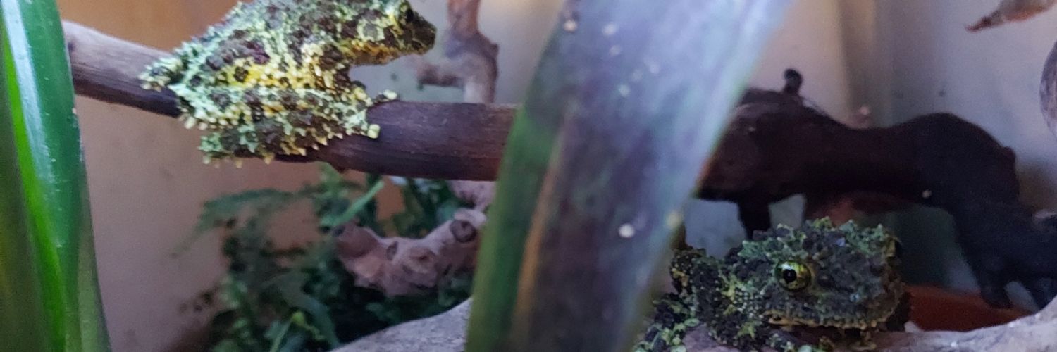 Oridesu's profile banner image