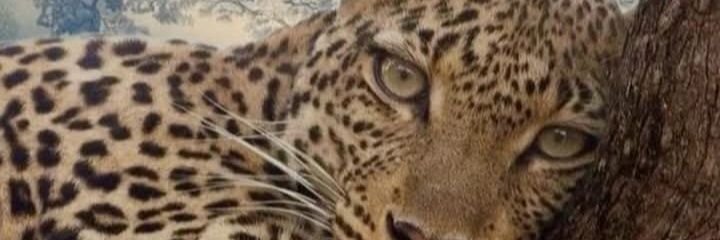 __aarrtt_'s profile banner image