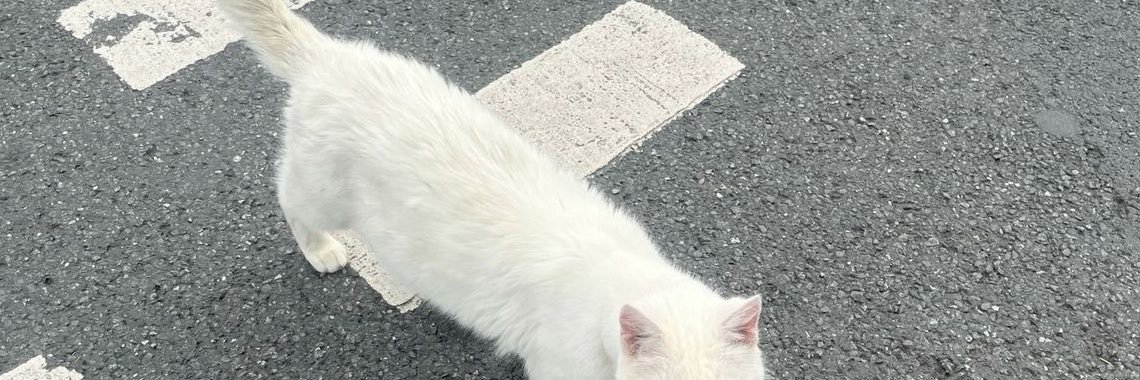 bunnysblanc's profile banner image