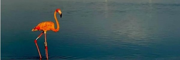 allis42661 Profile Banner