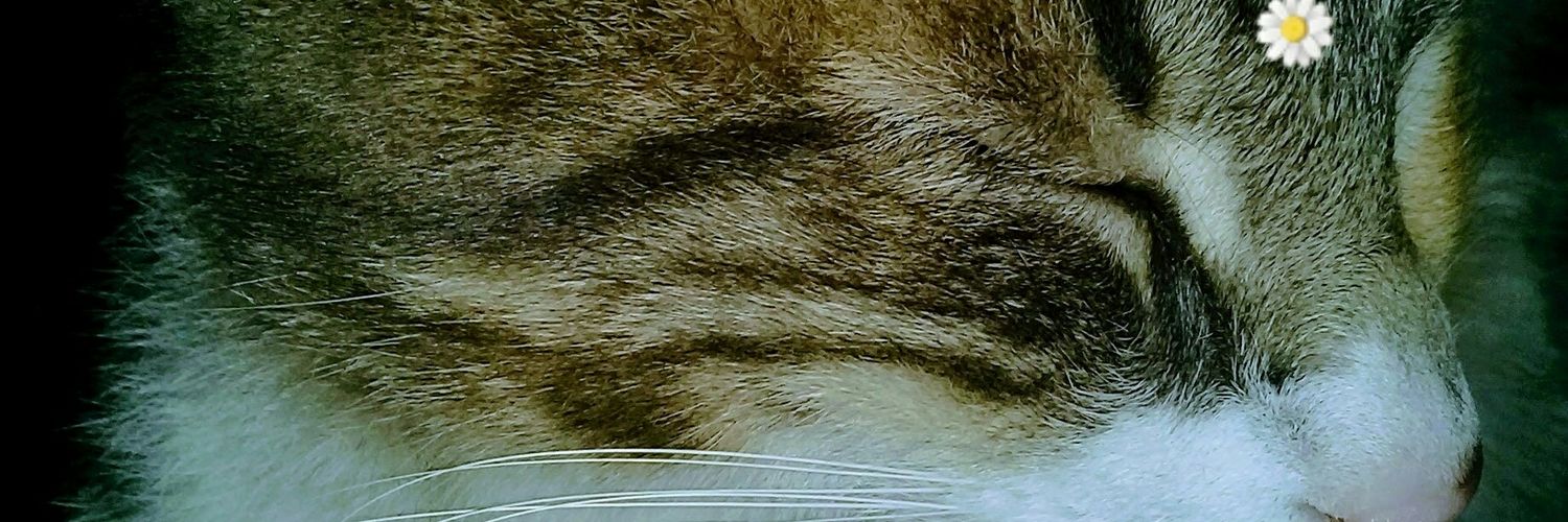 Paaaawi's profile banner image