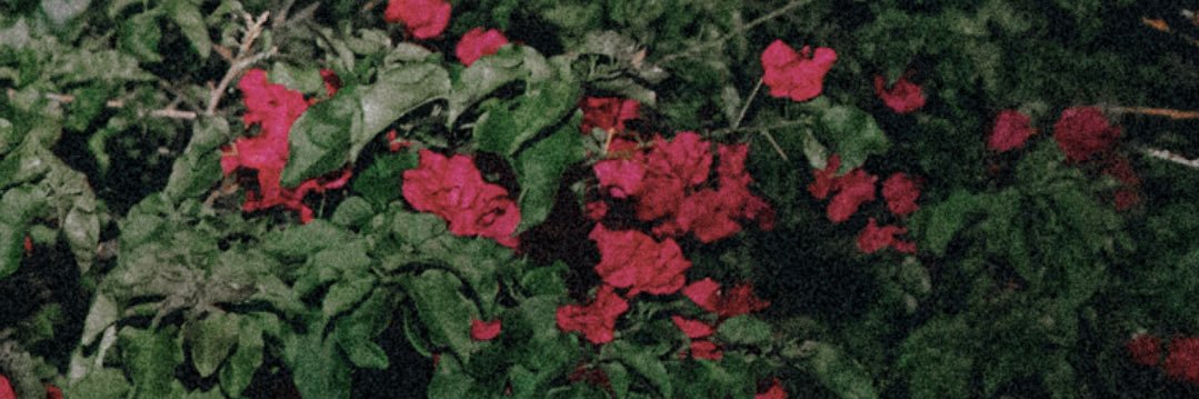 EMILY BIRRELL banner