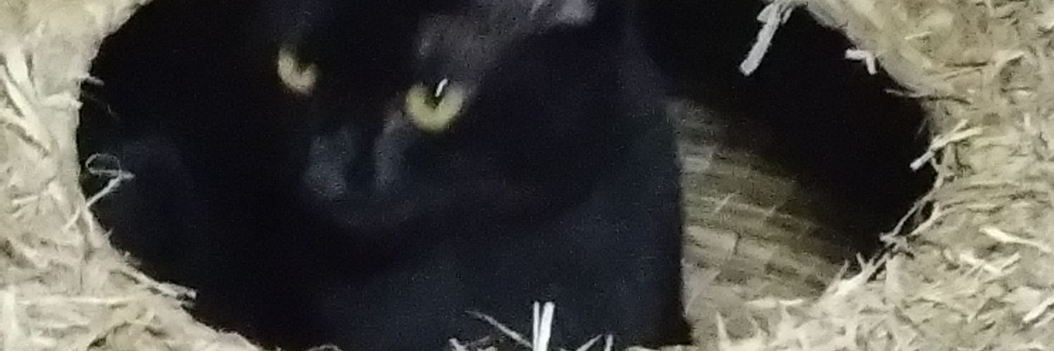 八月 猫@ネオページ契約作家 banner